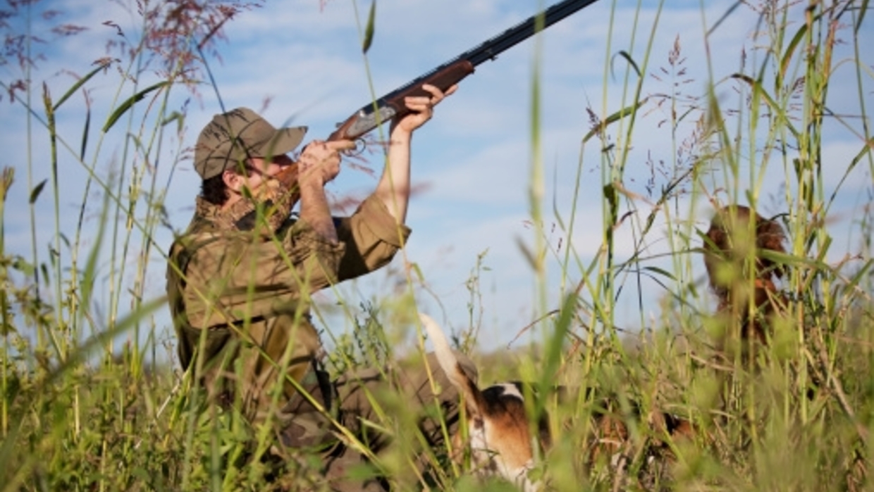 Le Sénat facilite la chasse aux oiseaux migrateurs | Public Senat