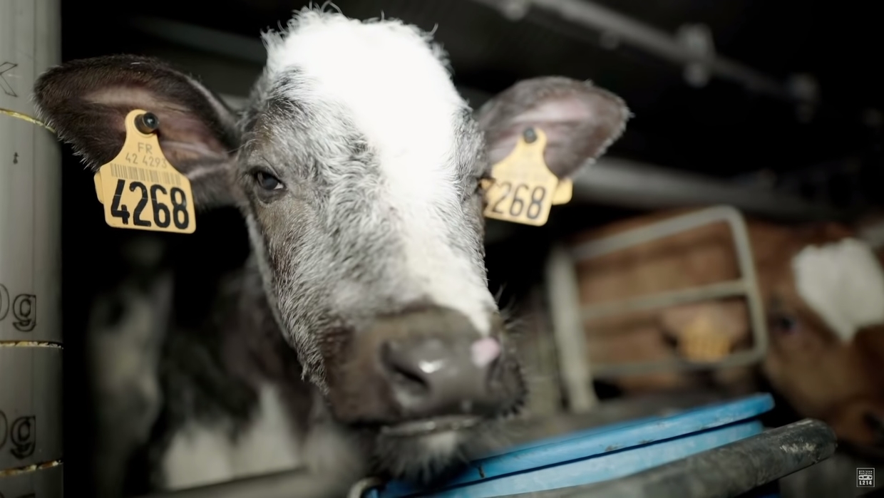 Abattoirs intensifs d’animaux des sénateurs veulent que