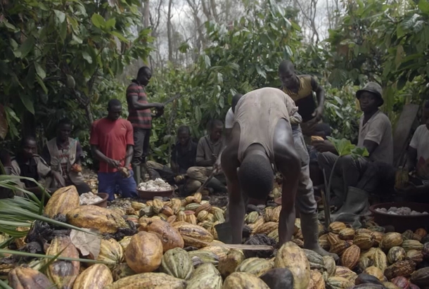 Des planteurs récoltent et trient les fèves de cacao.