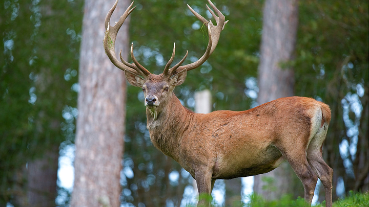 1200px-cervus_elaphus_luc_viatour_6.jpg