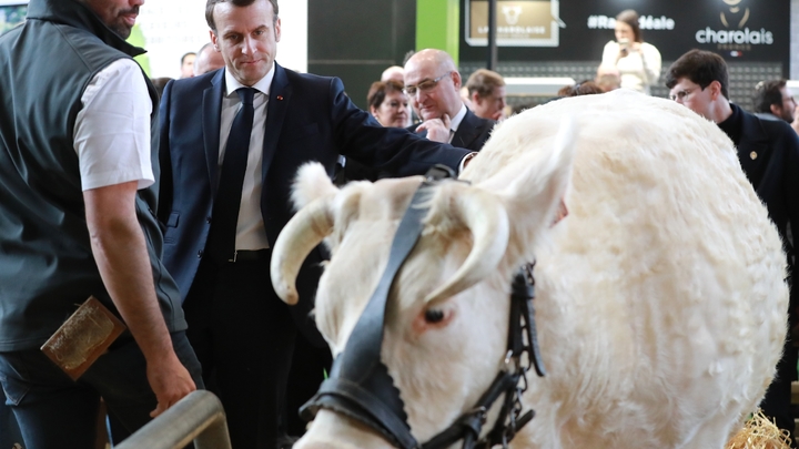 Le président Emmanuel Macron à côté de la vache Idéale, égérie du Salon de l'agriculture, le 22 février 2020 à Paris