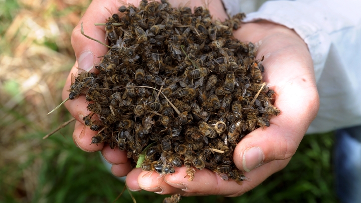 Un apiculteur montre des abeilles mortes près de leur ruche sur son site de production de miel à Campbon (Ouest) le 9 juin 2009 
Les néonicotinoïdes sont accusés d'être responsables notamment du déclin des abeilles
