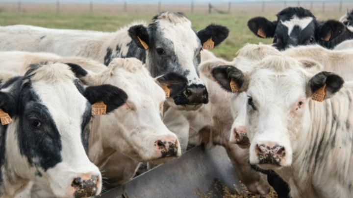 Le 25è sommet de l'élevage qui ouvre mercredi réunira les fleurons des races bovines françaises 