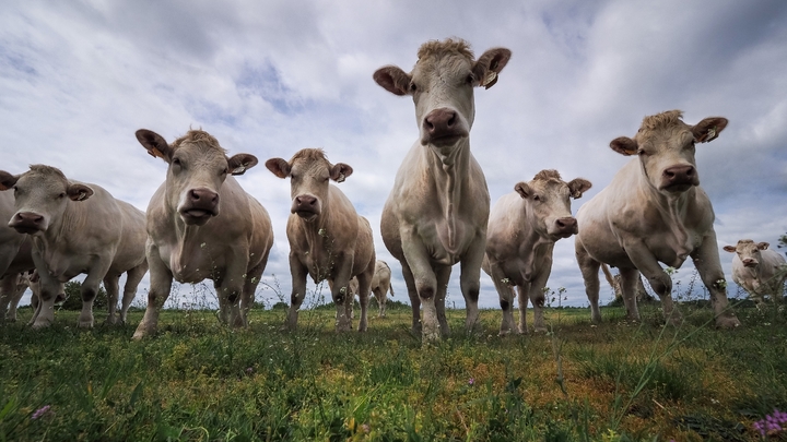 Des vaches charolaises dans un pré près de Chiché, le 26 avril 2019 dans les Deux-Sèvres