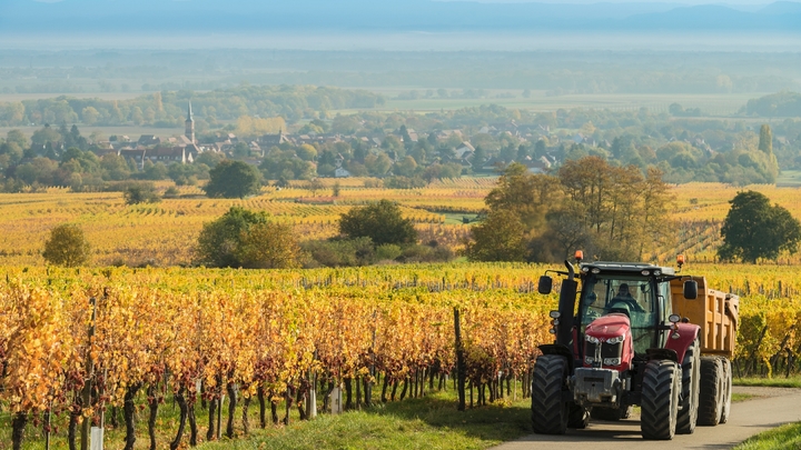 Un tracteur passe le long d'un champ de vignes à Heiligenstein, dans le Bas-Rhin, le 18 octobre 2017