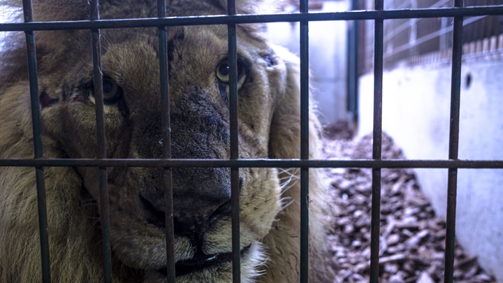 Here is Jon, lion of 10 or 15 years old recovered a few days ago by the Tonga association.