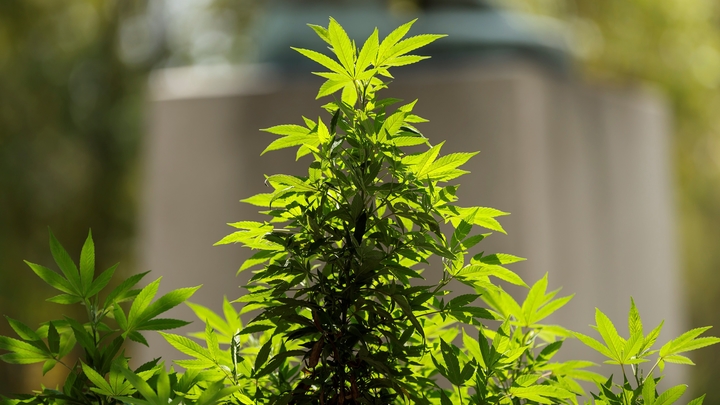 Activists wait outside Mexican Senate for legalization of marijuana