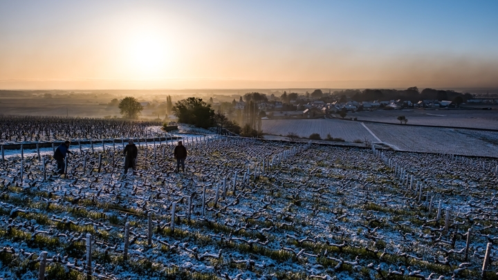 Burgundy vineyard:candles against the frost 