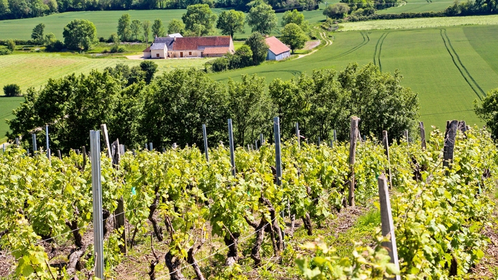 Vignoble dans le Sud Sarthe