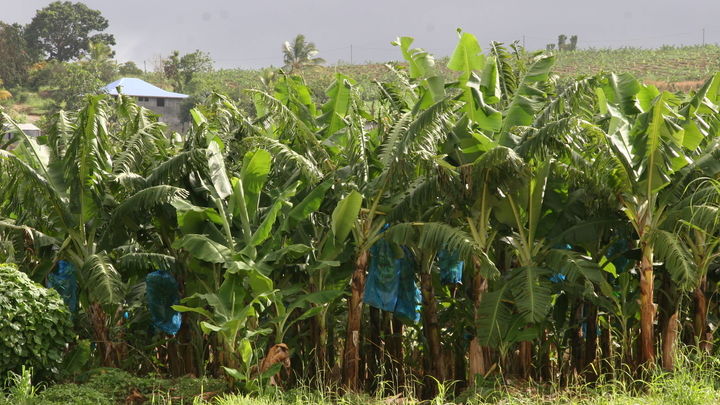 Banane Chlordecone Antilles Banane Chlordecone Antilles