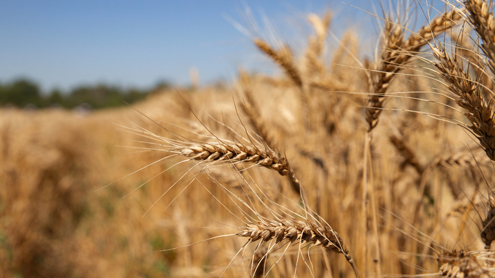 Ukraine : une récolte du blé dans la région de Lugansk, en 2021