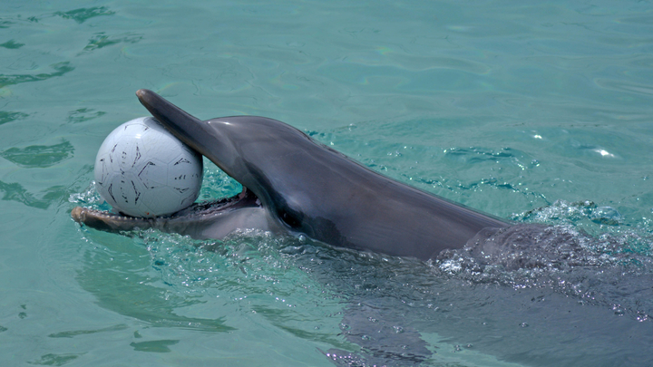 Captive Dolphin