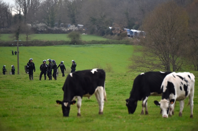 Vaches dans un pré lors des opérations d'expulsions de la ZAD de Notre-Dame-des-Landes le 11 avril 2018