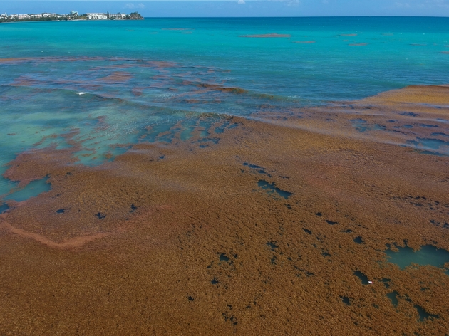 Des algues sargasses au large de la ville du Gosier, le 23 avril 2018 en Guadeloupe