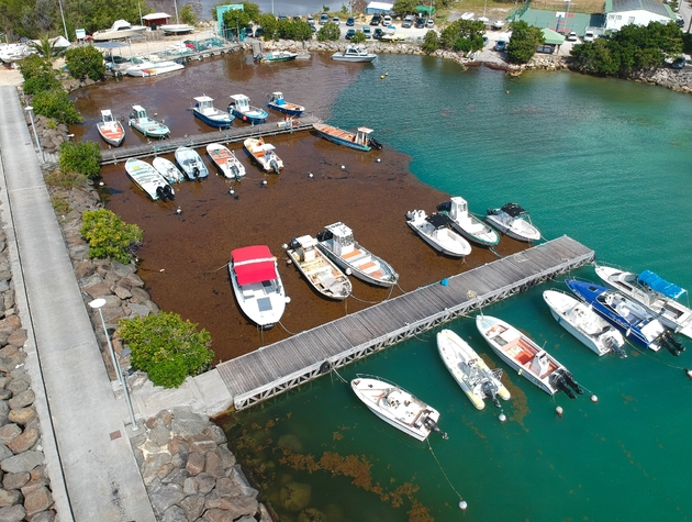 Port du Gosier en Guadeloupe, particulièrement touché par les sargasses, en avril 2018