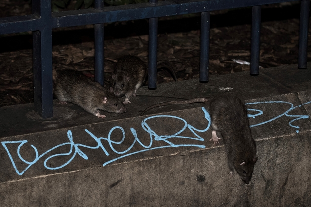 Les rats sont attirés par les déchets et par la nourriture distribuée aux pigeons par les passants