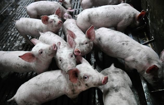 Des porcs dans une ferme à Ruffiac, le 1er avril 2019 dans le Morbihan