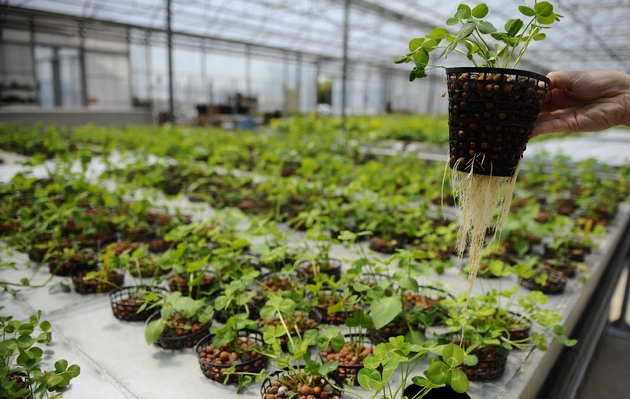 Site de recherche chez la jeune société Plant advanced technologies, un essaimage de l'Institut de Polytechnique de Lorraine, le 28 mai 2015 à Laronxe (Meurthe-et-Moselle)