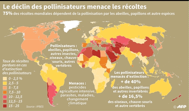 Le déclin des pollinisateurs menace les récoltes