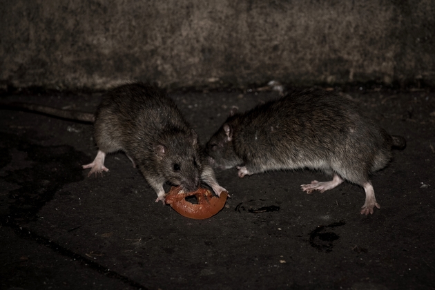 Deux rats grignotent une tranche de tomate au square de la tour Saint Jacques à Paris, le 15 décembre 2016