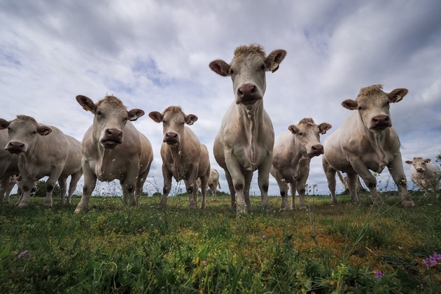 Des vaches charolaises dans un pré près de Chiché, le 26 avril 2019 dans les Deux-Sèvres