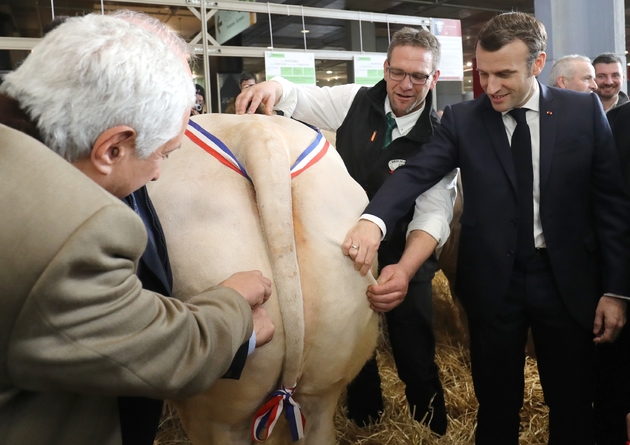 Emmanuel Macron vérifie la qualité d'une vache charolaise lors de l'inauguration du salon de l'agriculture à Paris le 22 févirer 2020