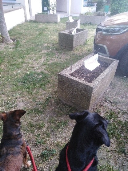 Chiens 