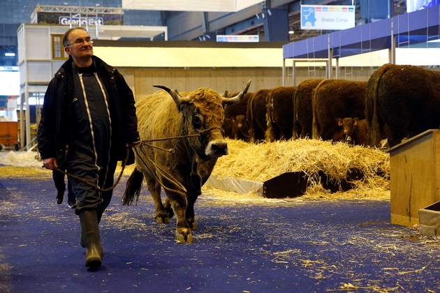 Un agriculteur conduit une vache à la veille de l'ouverture du salon de l'Agriculture à Paris le 22 février 2018