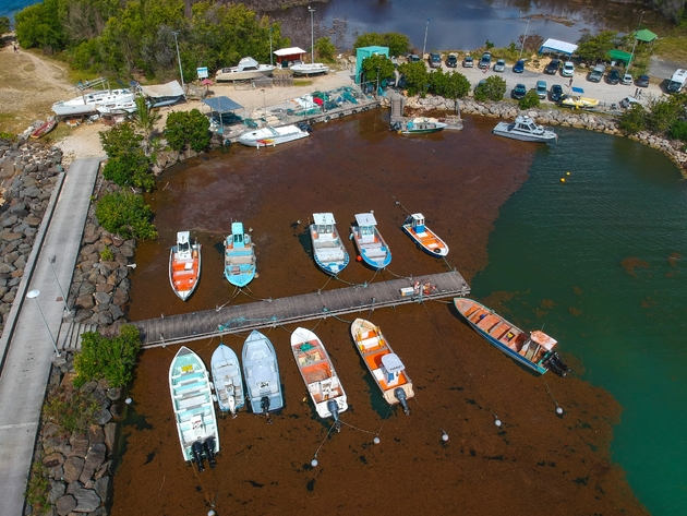 Le port du Gosier, en Guadeloupe, envahi par les Sargasses en avril 2018