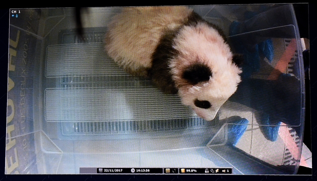 Le bébé panda 