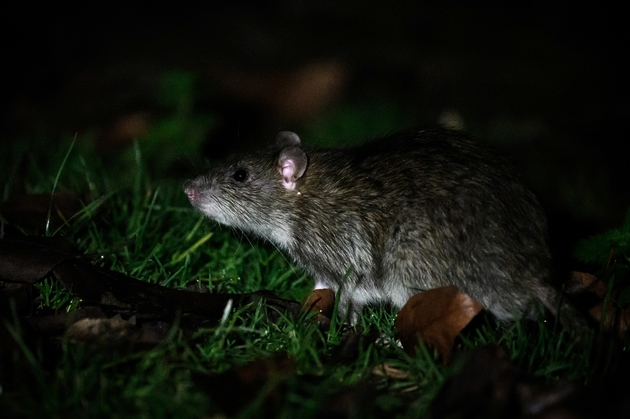 Un rat photographié sur le Champ de Mars à deux pas de la tour Eiffel à Paris, le 7 janvier 2020