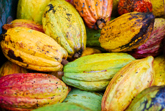 Fèves de cacao