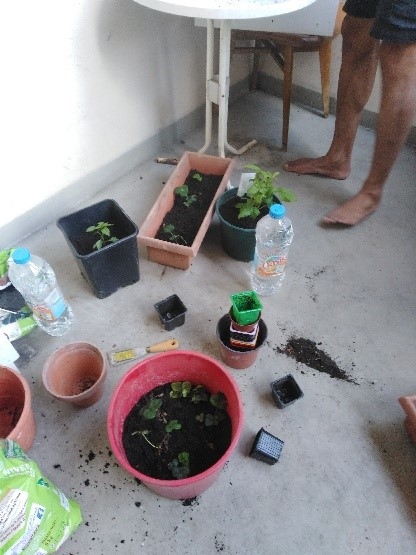 plantations.jpg