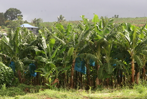 Banane Chlordecone Antilles 