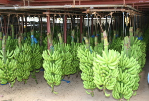 Banane Chlordecone Antilles