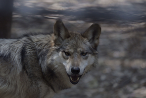 Mexican Wolfs Died At Chapultepec Zoo, Mexico City, Mexico - 25 May 2022